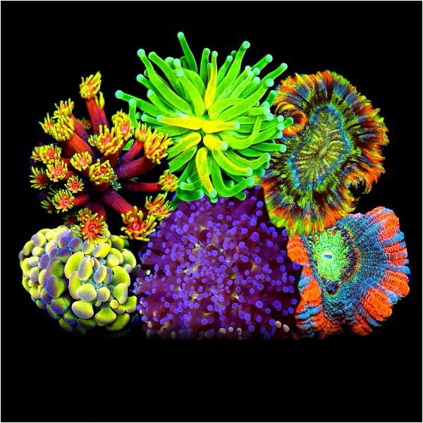 LPS Corals