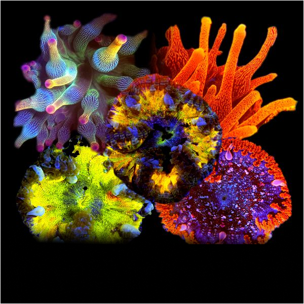 Anemone