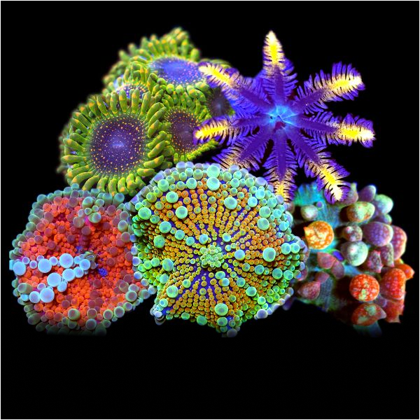 Soft Corals