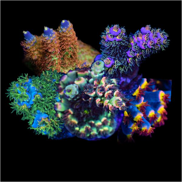SPS Corals