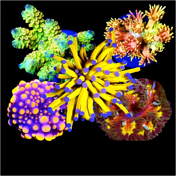 WYSIWYG Corals
