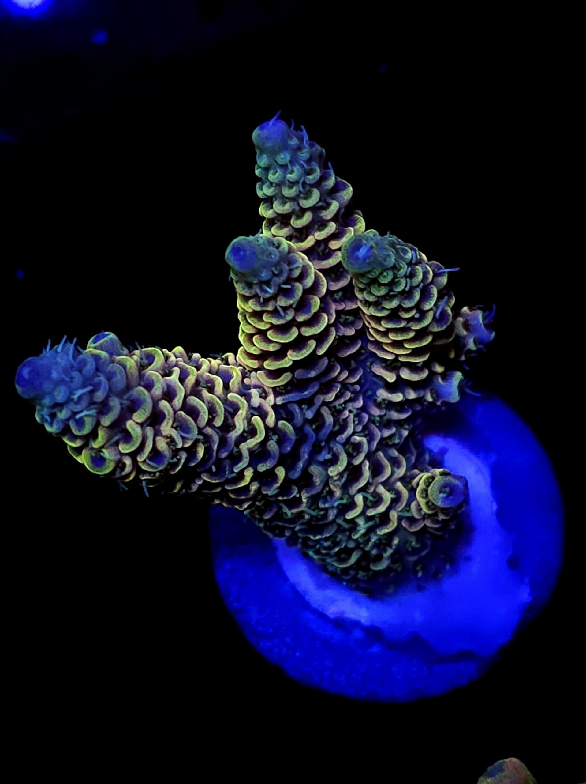 Sps 361 - vxmk0mo