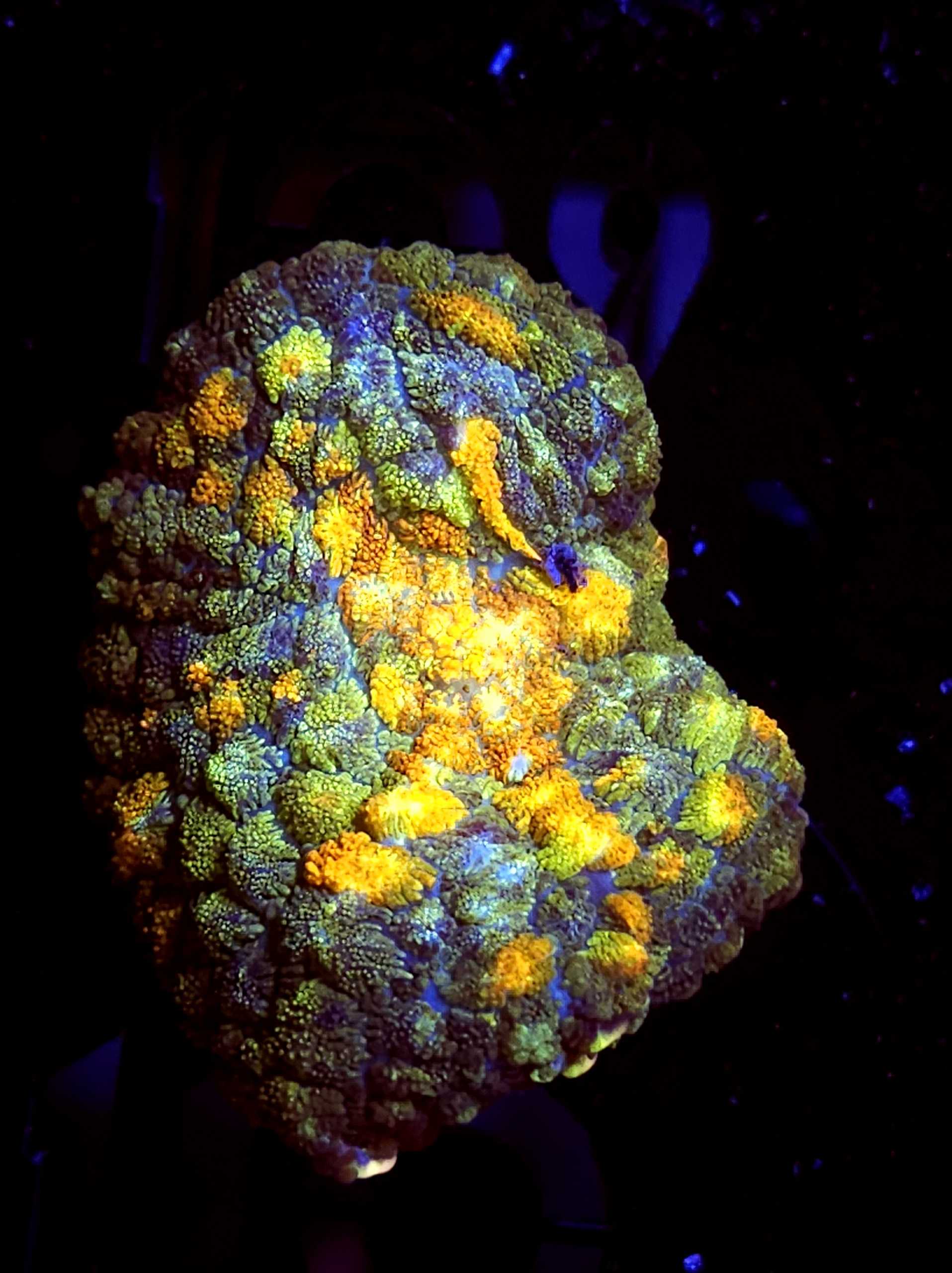 Sbb Orange Eruption Mushroom Large Sbb Corals