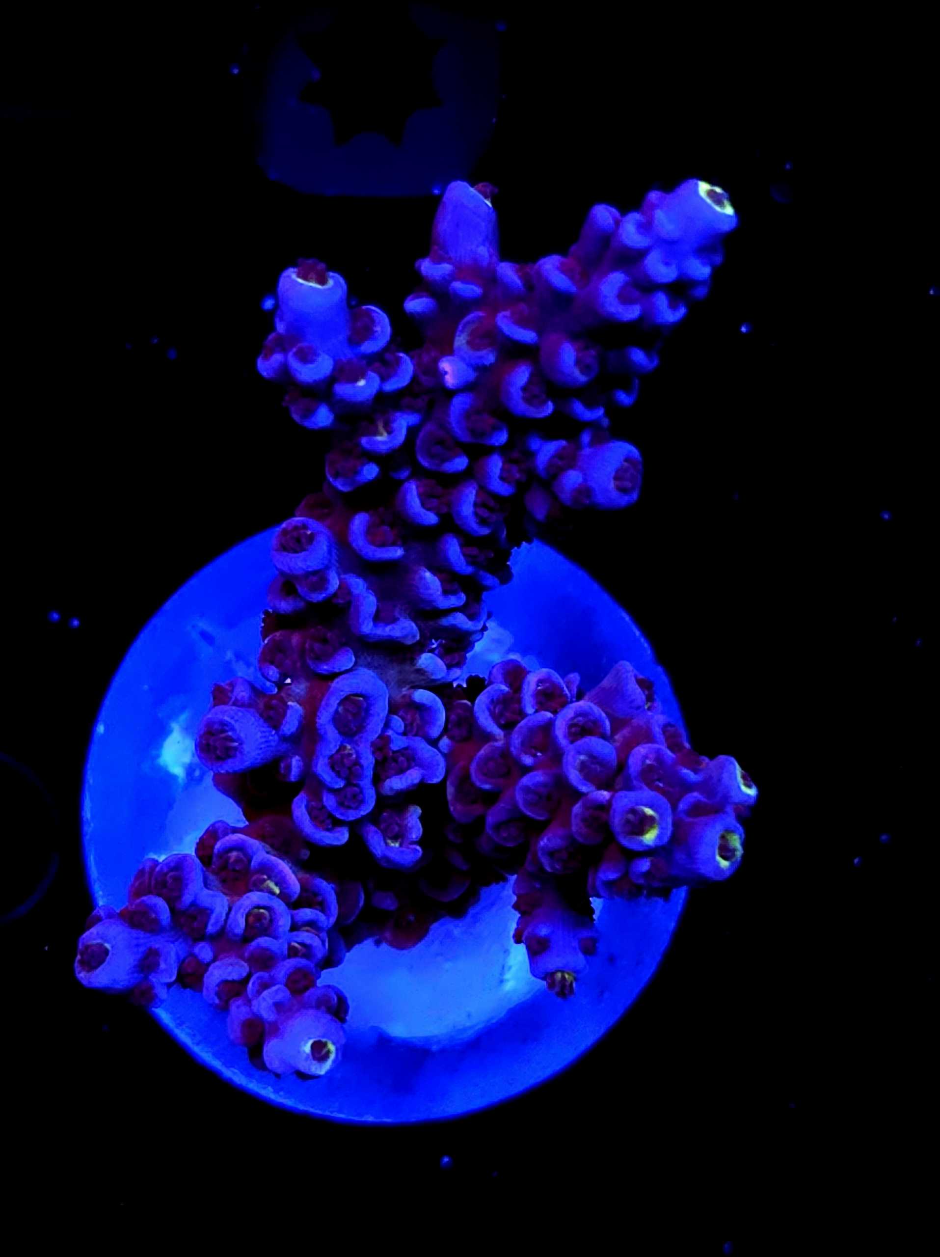 SBB "Blue Whale" Acro Large Multi Branch Sbb Corals