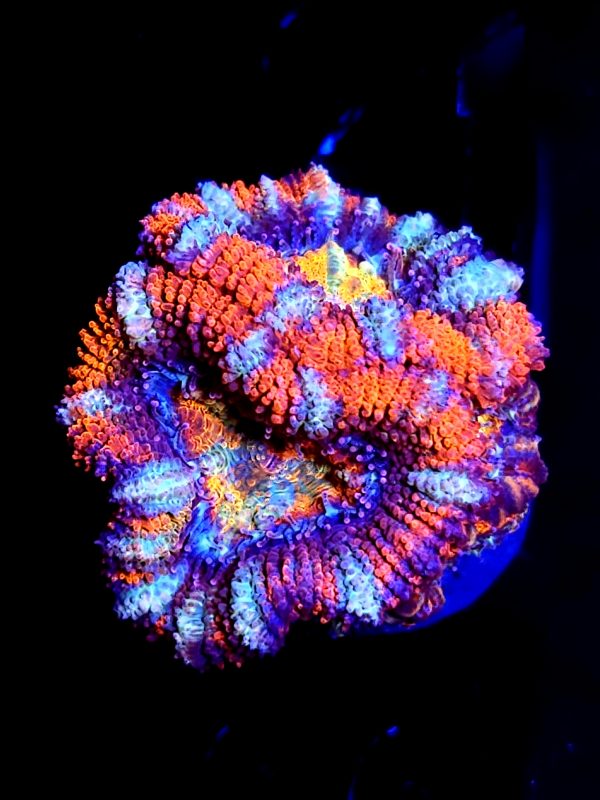 SBB "Ghost Buster" Acan 3 heads