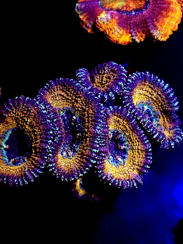 SBB "Golden Glitter" Acan5 heads