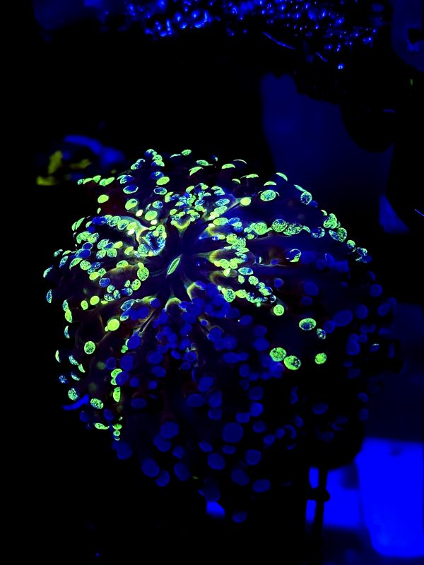 SBB " 50/50" Frogspawn Green and Blue