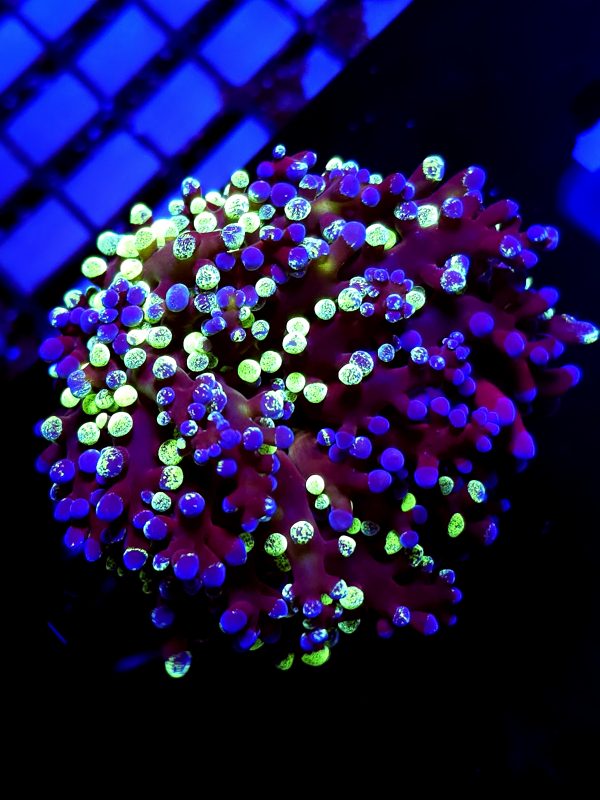 SBB " 50/50" Frogspawn Blue and Green