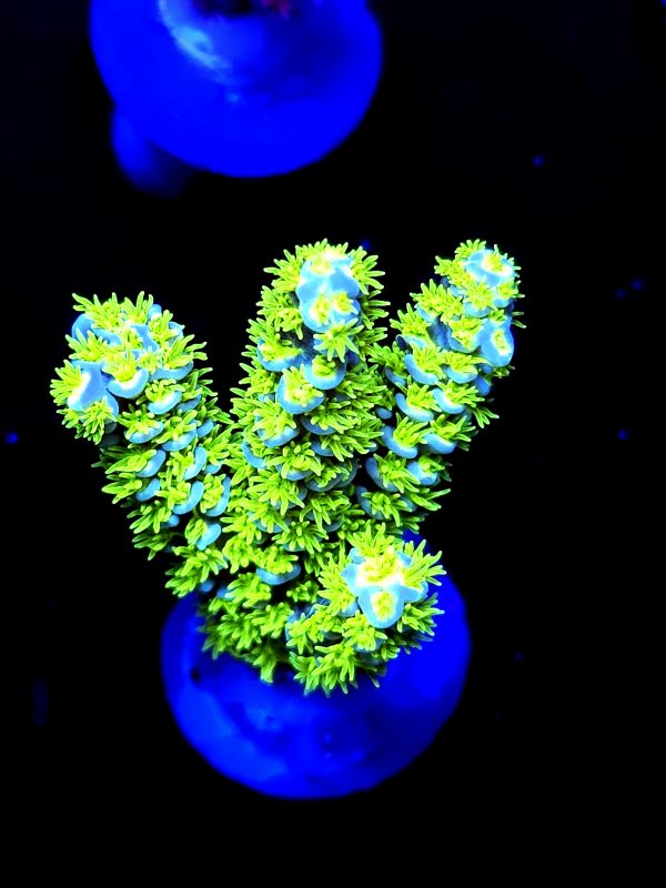 SBB "Marvin The Martian" Acro Neon Polyps Large