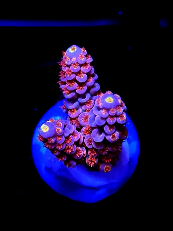 SBB "Pinky & The Brain" Acro Nasty Red Polyp