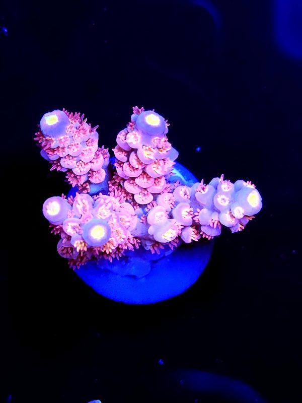 SBB "Pink Berry" Acro pink polyp Tenuis