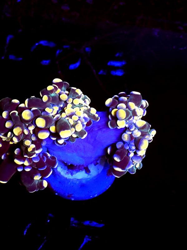 SBB " Blue Orbital" Frogspawn Splitting Heads