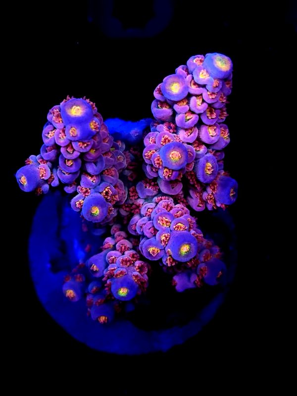 SBB "Push Pop" Acro XL size Red Polyps