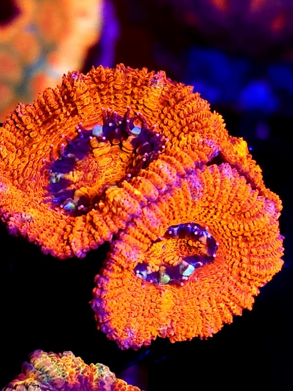 SBB "Sour Diesel" Acan  3 heads