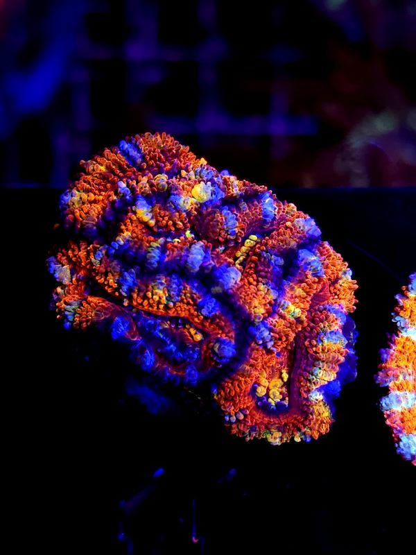 SBB "Atomic Fireball" Acan 3 heads