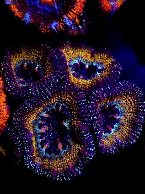 SBB "Golden Glitter" Acan 4 heads