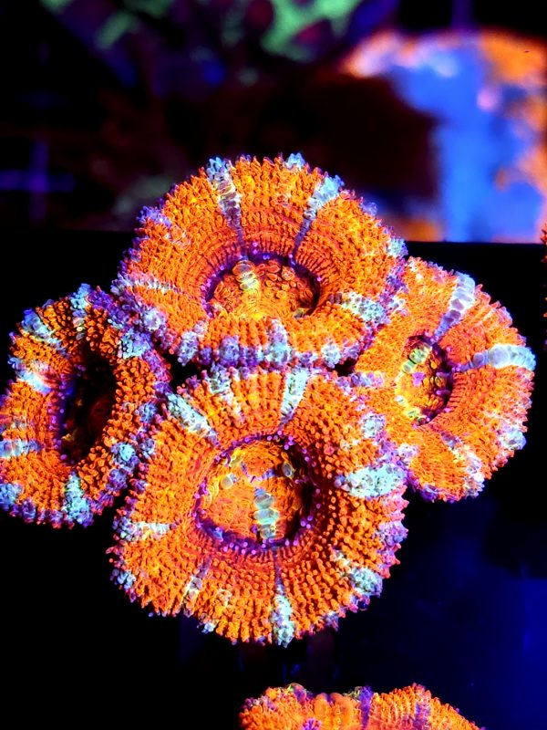 SBB "space Monster" Acan 4 head cluster