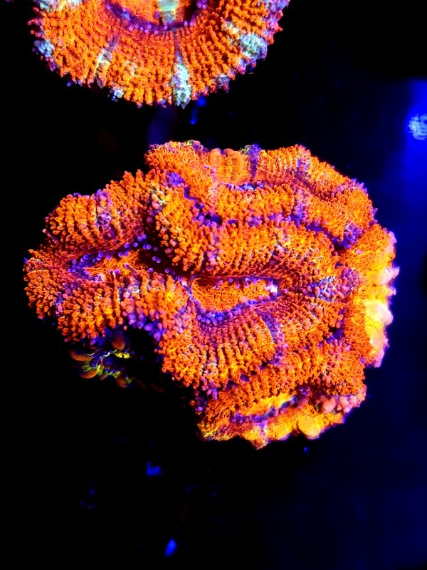 SBB "Wizard Of Oz" Acan 3 heads