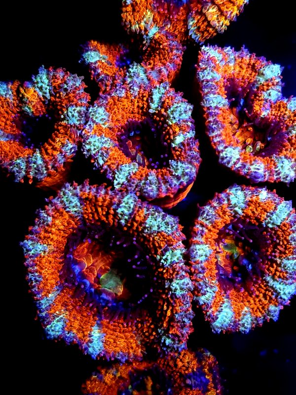 SBB "space Monster" Acan 6 head colonie