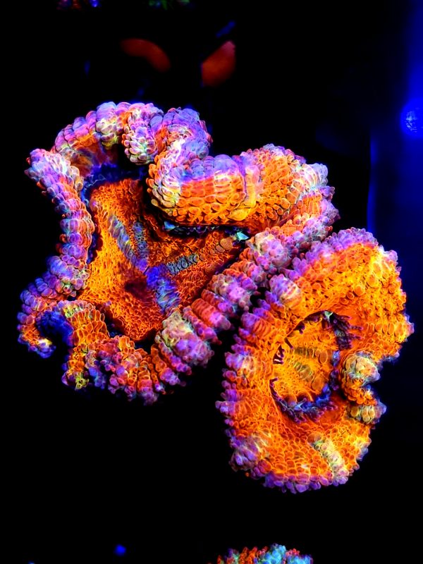 SBB "Ring Of Fire" Acan 2 head