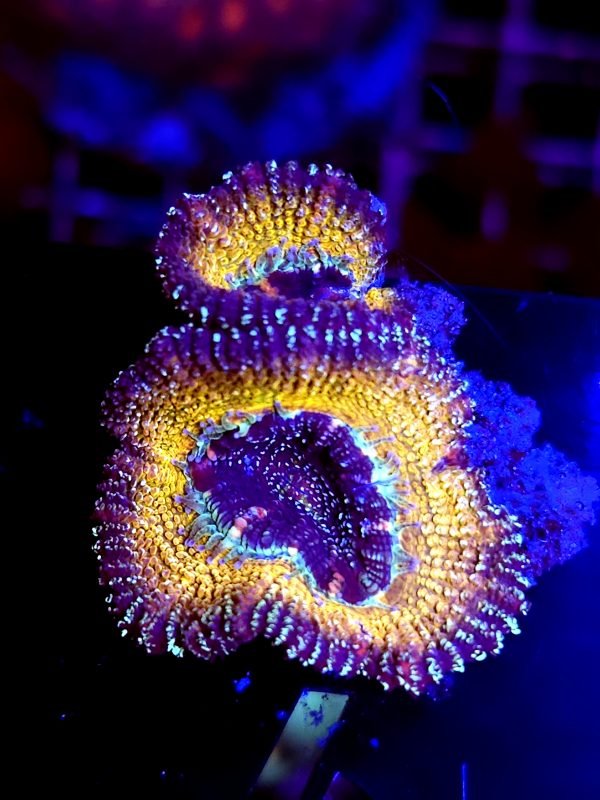 SBB "Golden Glitter" Acan 2 heads