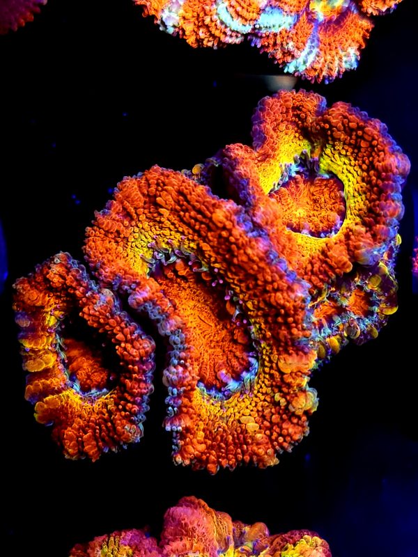 SBB "Lava Flow" Acan 4 heads rainbow