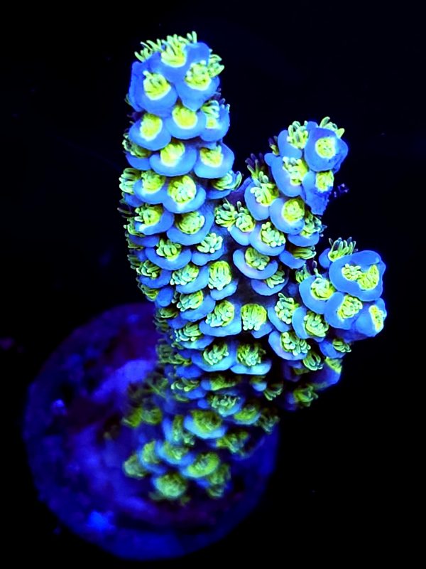 SBB "Frozen Matrix" Acro Neon Polyps