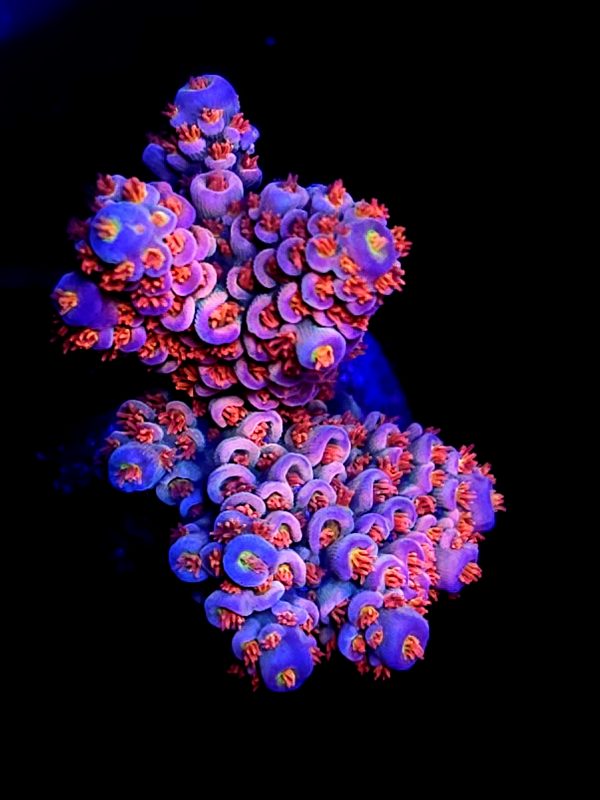 SBB "Monkey Ninja" Acro Large Select cut red Polyp