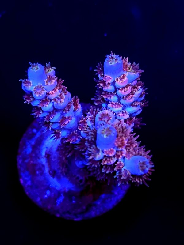 SBB "Cherry Popper" Acro Tenuis Red Polyp Large