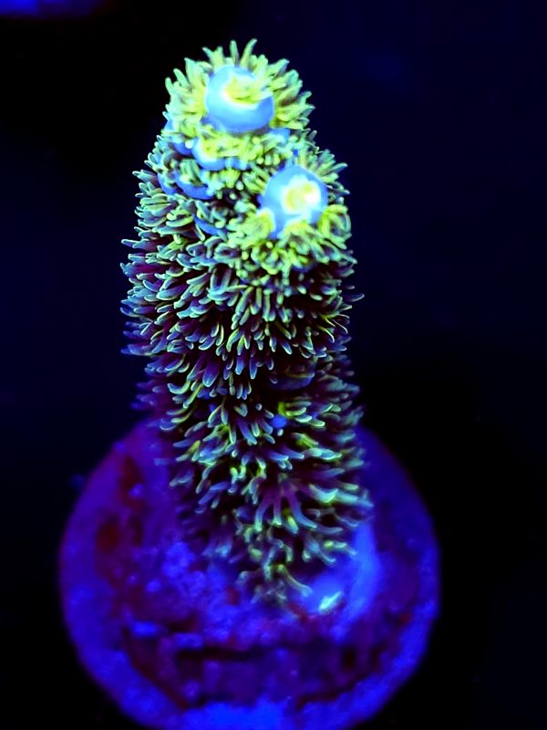 SBB "Frozen Matrix" Acro Hairy Neon polyps