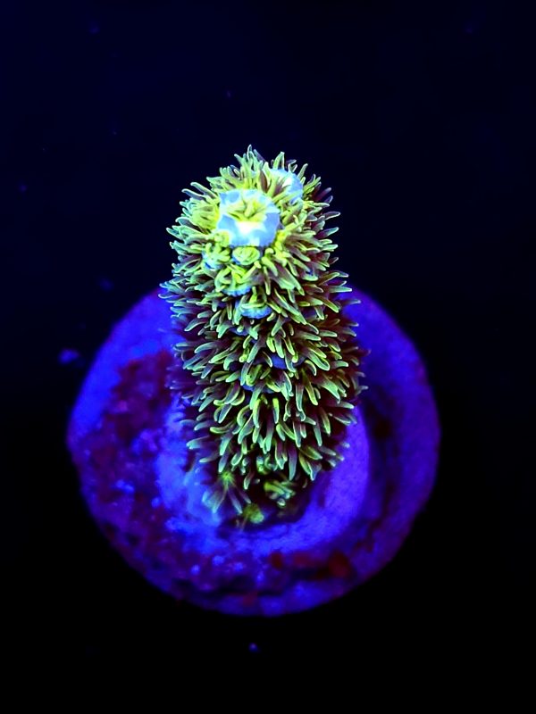 SBB "Frozen Matrix" Acro Neon Polyps