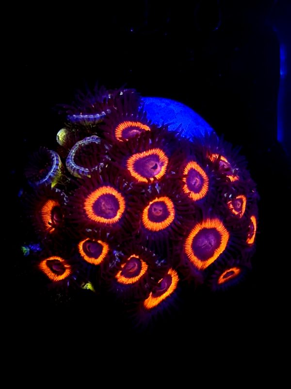 SBB zoa no name  Colonie