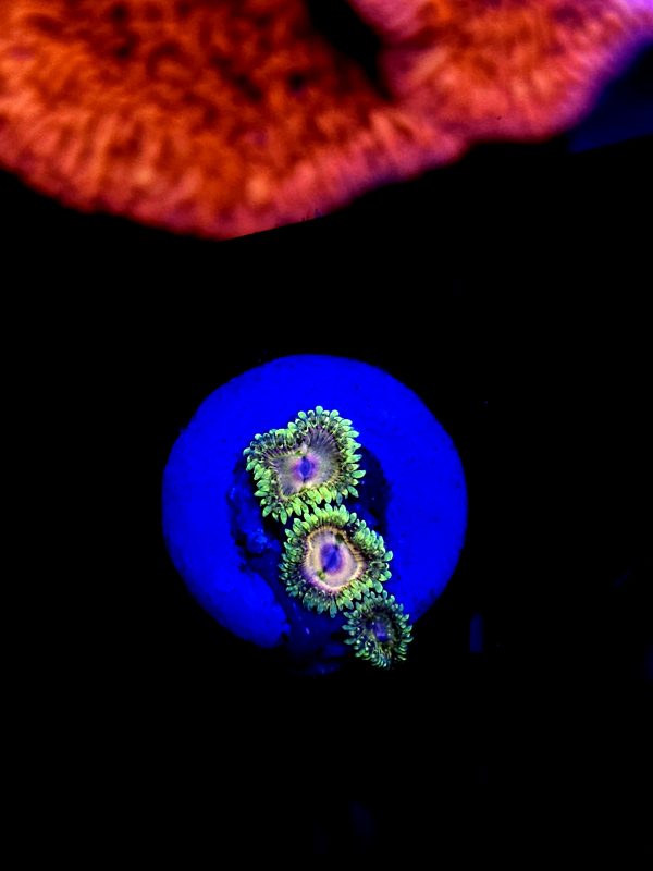 SBB no name zoa 3 Polyps