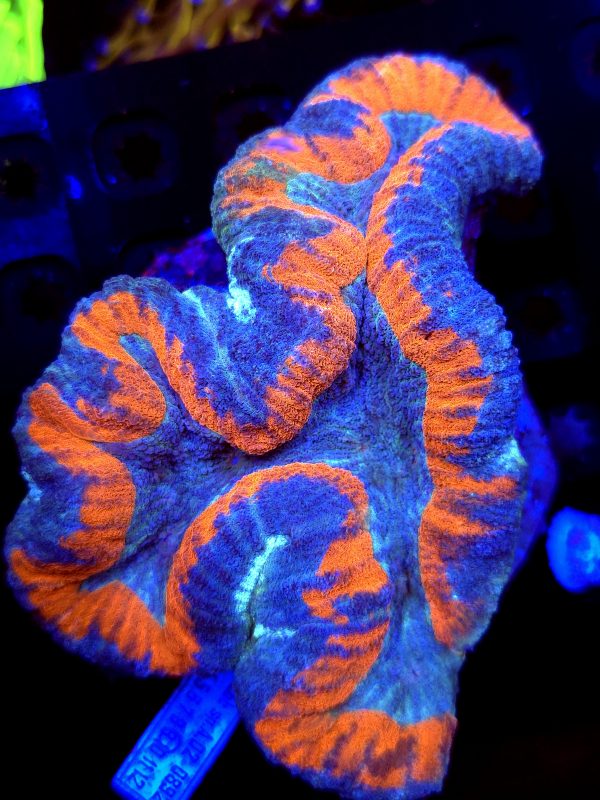 SBB ymphyllia  Blue and Redish Pink