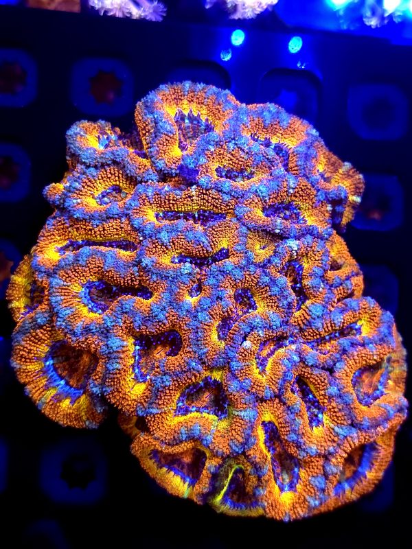 SBB " Fire Flare" Acan XL COlonie  Rainbow