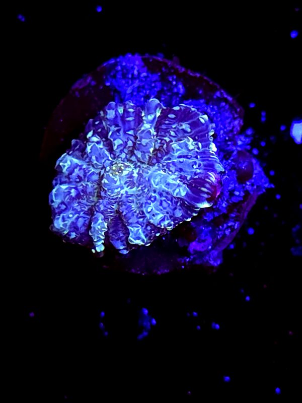 SBB "Ice Age" Mushroom Small