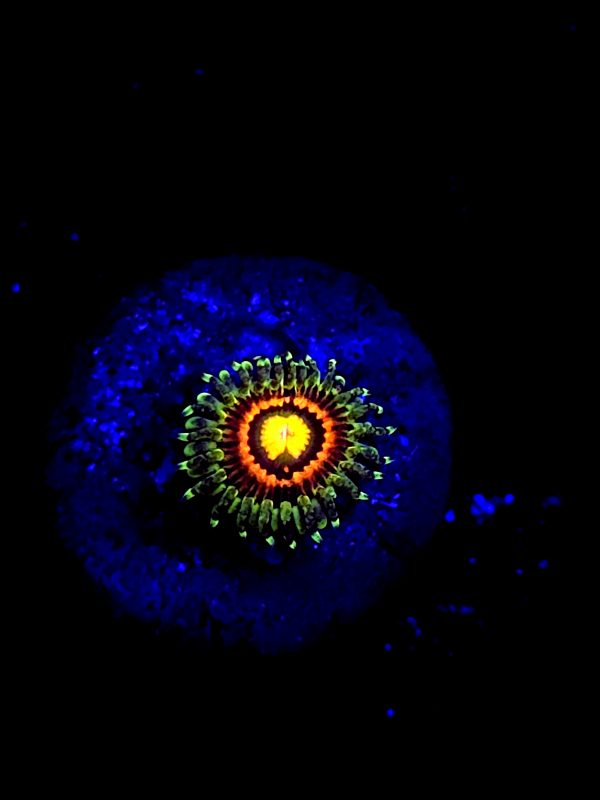 SBB" rainbow incinerator" Zoa 1 Polyp