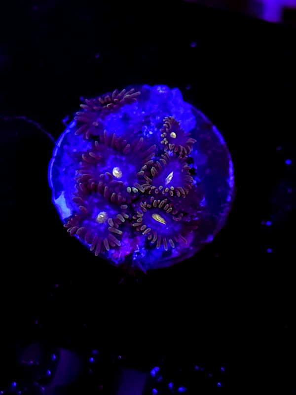 SBB "No Name" Zoa 2 Polyps