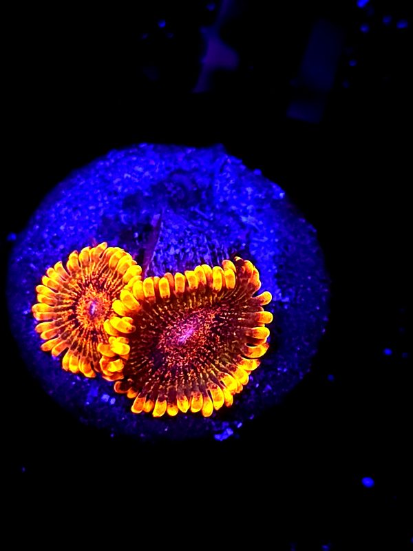 SBB "speckled krakatoa" Zoa 2 Polyps