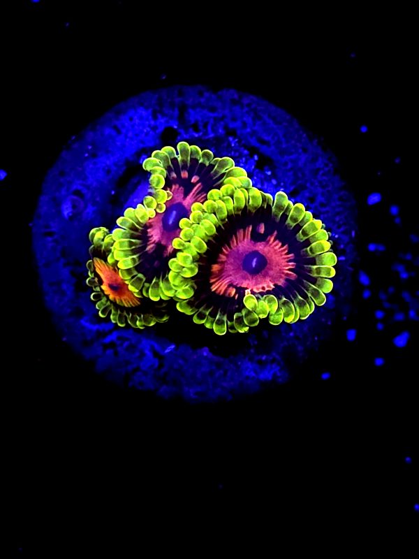 SBB "scarlete fever" Zoa 3 Polyps