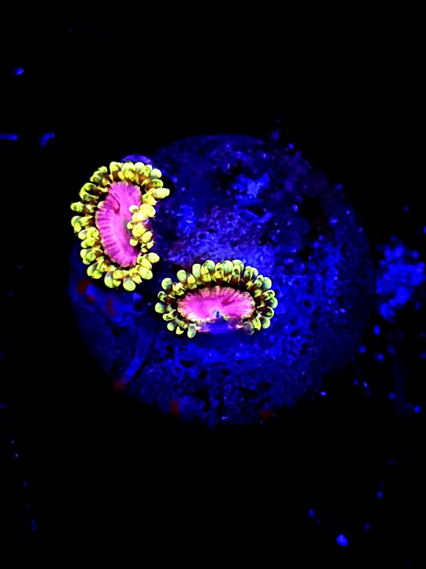 RR "pink diamond" Zoa 2 polyps