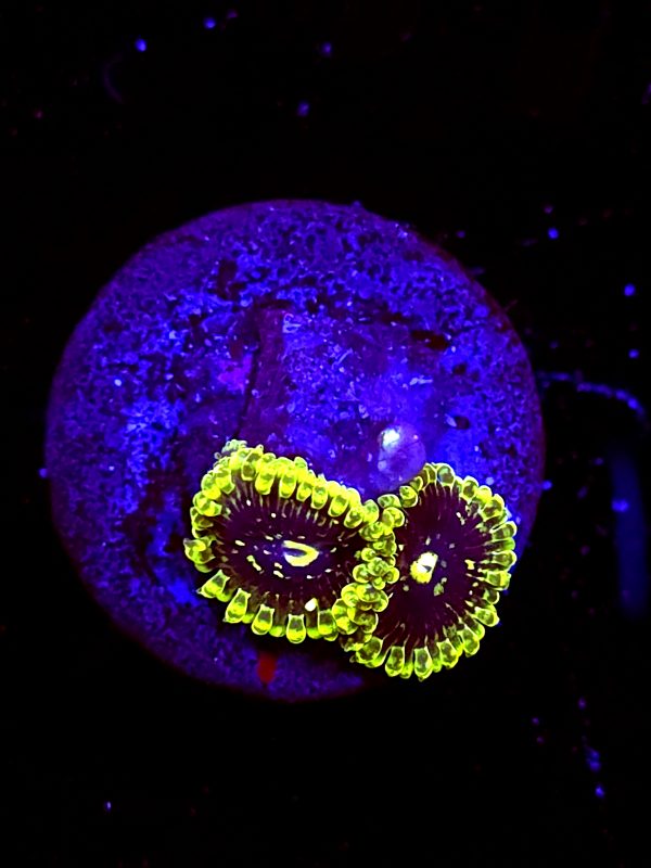 SBB "Exosphere" Zoa 2 Polyps