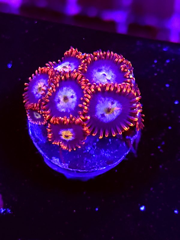 SBB "No Name" Zoa 8+ Polyps
