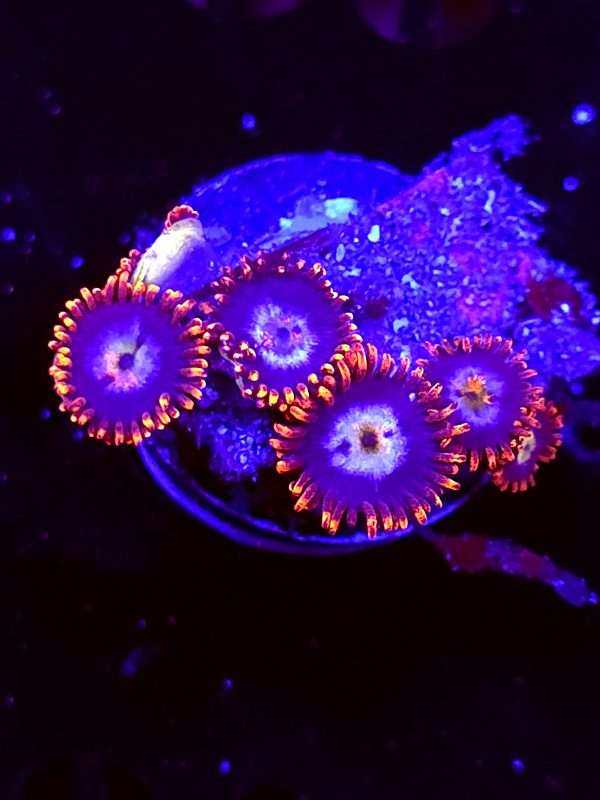 SBB "No Name" Zoa 4 Polyps