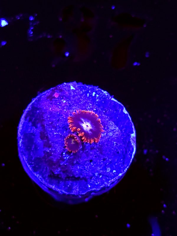 SBB "No Name" Zoa 1 Polyps