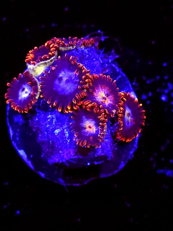 SBB "No Name" Zoa 6 Polyps