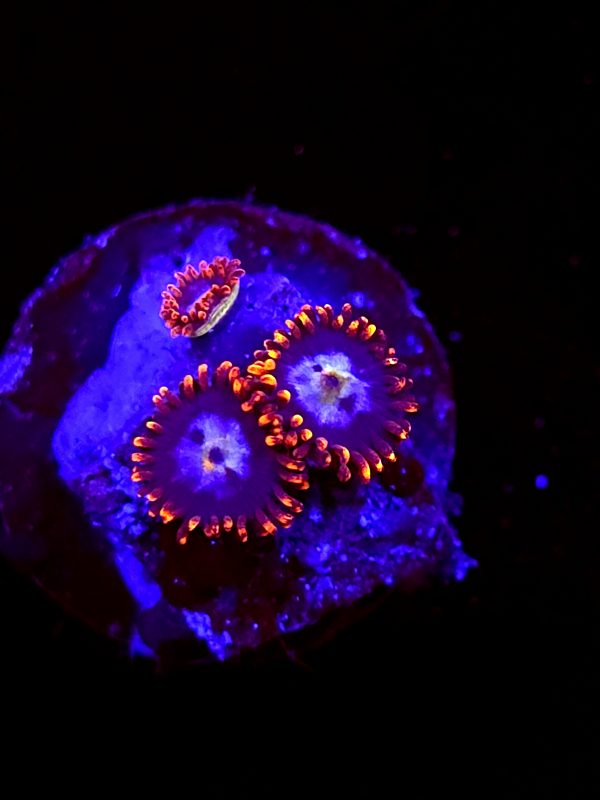 SBB "No Name" Zoa 2 Polyps
