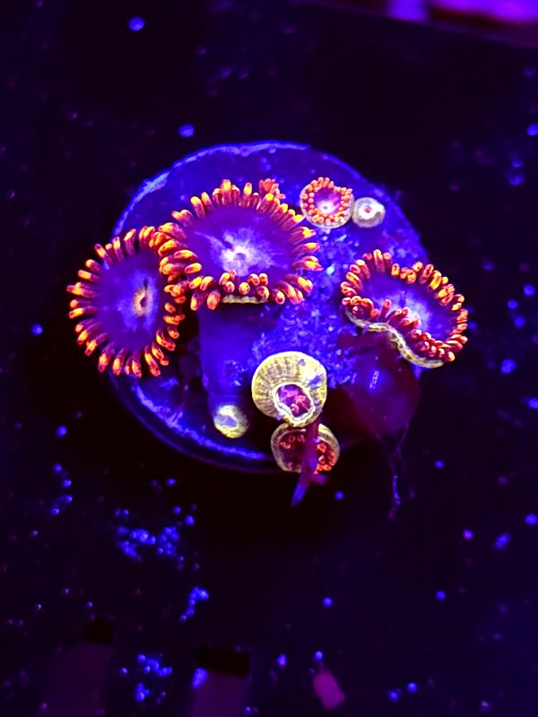 SBB "No Name" 7 Polyps