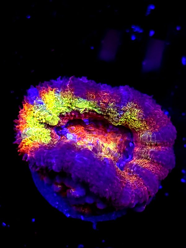SBB "Mystery Signature" Acan 1 Head