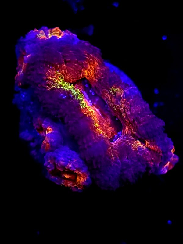 SBB "Time Warp" Acan 1+ Heads
